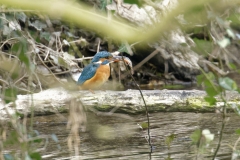 Female Kingfisher Front View on Branch With Fish