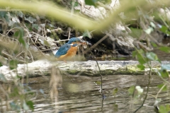 Female Kingfisher Front View on Branch