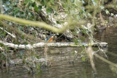 Female Kingfisher Front View on Branch