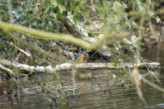 Female Kingfisher Front View on Branch