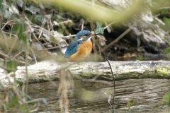 Female Kingfisher Front View on Branch