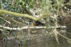 Female Kingfisher Front View on Branch