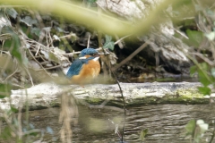 Female Kingfisher Front View on Branch