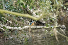 Female Kingfisher Front View on Branch