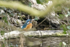 Female Kingfisher Front View on Branch