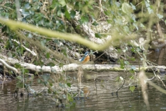 Female Kingfisher Front View on Branch