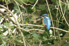 Male Kingfisher Back View on Branch Over River