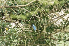 Male Kingfisher Back View on Branch Over River