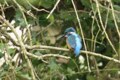 Male Kingfisher Back View on Branch Over River