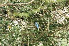 Male Kingfisher Back View on Branch Over River