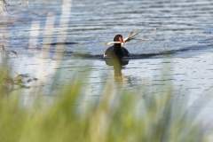 Moorhen Building a Nest on River