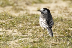 White Wagtail Back View on Ground