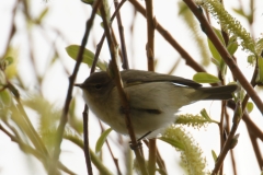 ChiffChaff Side View on Branch