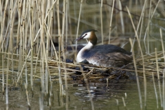 Great Crested Grebe on Nest Side View