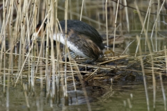 Great Crested Grebe Getting off Nest Side View