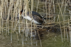 Great Crested Grebe Getting off Nest Side View