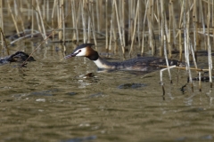 Great Crested Grebe Side View on Lake