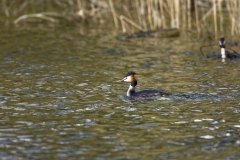 Great Crested Grebe Side View on Lake