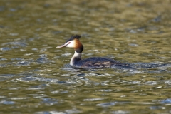 Great Crested Grebe Side View on Lake