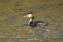 Great Crested Grebe Side View on Lake