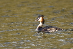 Great Crested Grebe Side View on Lake