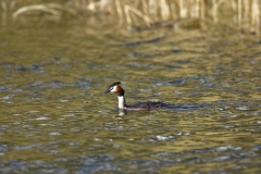 Great Crested Grebe Side View on Lake