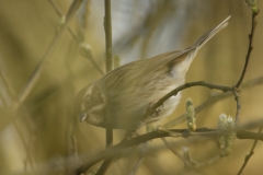 Female Reed Bunting Side View on Branch