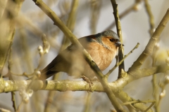 Male Chaffinch Side View on Branch