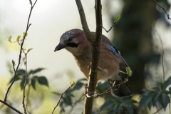 Jay Front View on Branch