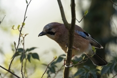 Jay Front View on Branch