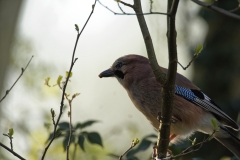 Jay Front View on Branch