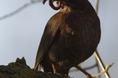 Female Blackbird with Worms in Beak Front View