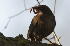 Female Blackbird with Worms in Beak Front View