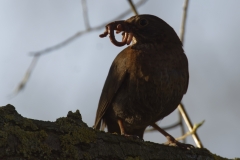 Female Blackbird with Worms in Beak Front View