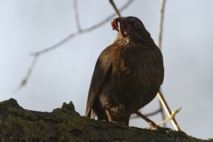 Female Blackbird with Worms in Beak Front View