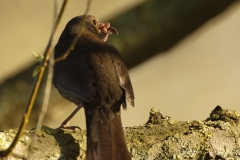 Female Blackbird with Worms in Beak Back View