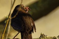 Female Blackbird with Worms in Beak Back View