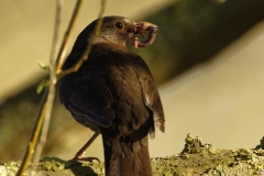 Female Blackbird with Worms in Beak Back View