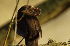 Female Blackbird with Worms in Beak Back View