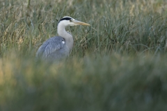 Grey Heron Side View