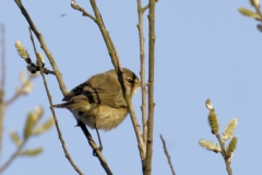 Chiffchaff Back View on Branch