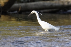 Little Egret in River Fishing Side View