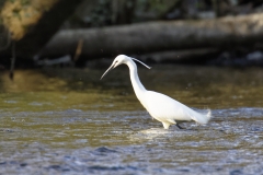 Little Egret in River Fishing Side View