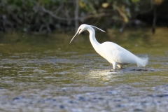 Little Egret in River Fishing Side View