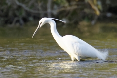 Little Egret in River Fishing Side View