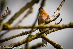 Male Chaffinch on Branch Front View