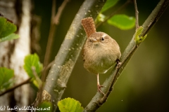 Wren on Branch Front View