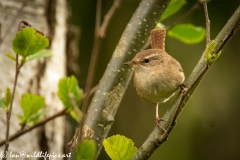 Wren on Branch Front View