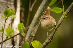 Wren on Branch Front View