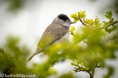 Male Blackcap on Branch Side View